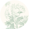 Sennespflanze | Ramend